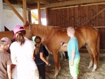 Pferd und Musik 16-17 (8)-web.jpg